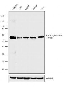Invitrogen Phospho-CXCR4 (Ser324, Ser325) Recombinant Superclonal Antibody (4 HCLC) 100 &mu;g | Buy Online | Invitrogen&trade; | Fisher Scientific