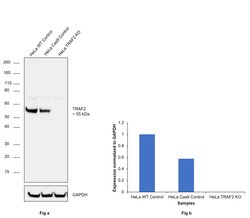 Invitrogen TRAF2 Recombinant Superclonal Antibody (12HCLC) 100 &mu;g; Unconjugated:Antibodies,