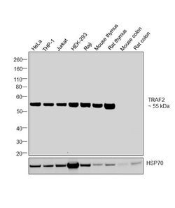 Invitrogen TRAF2 Recombinant Superclonal Antibody (12HCLC) 100 &mu;g; Unconjugated:Antibodies,