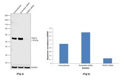 Invitrogen TRAF2 Recombinant Superclonal Antibody (12HCLC) 100 &mu;g; Unconjugated:Antibodies,