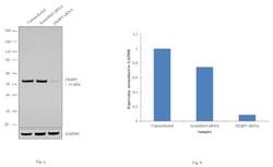 Invitrogen FKBP5 Recombinant Superclonal Antibody (6HCLC) 100 &mu;g; Unconjugated:Antibodies,
