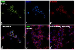 Invitrogen IRF5 Recombinant Superclonal Antibody (7 HCLC) 100 &mu;g; Unconjugated:Antibodies,