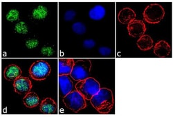 Invitrogen IRF4 Recombinant Superclonal Antibody (16 HCLC) 100 &mu;g; Unconjugated:Antibodies,