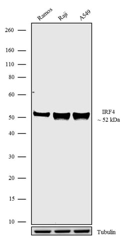Invitrogen IRF4 Recombinant Superclonal Antibody (16 HCLC) 100 &mu;g; Unconjugated:Antibodies,