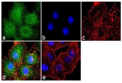 Invitrogen Laminin-332 Recombinant Superclonal Antibody (5HCLC) 100 &mu;g;