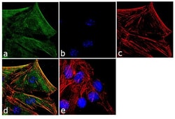 Invitrogen Laminin-213 Recombinant Superclonal Antibody (12HCLC) 100 &mu;g | Buy Online | Invitrogen&trade; | Fisher Scientific