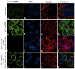 Phospho-AS160 (Ser588) Recombinant Superclonal Antibody (5HCLC):Antibodies,