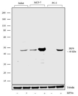 Invitrogen IRF9 Recombinant Superclonal Antibody 100 &mu;g; Unconjugated:Antibodies,