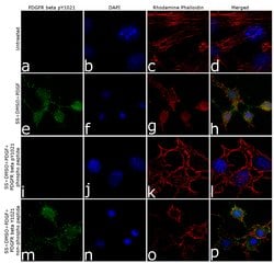 Phospho-PDGFRB (Tyr1021) Recombinant Polyclonal Antibody (6HCLC), Invitrogen