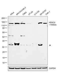 Invitrogen HDAC4 Recombinant Superclonal Antibody (14HCLC) 100 &mu;g; Unconjugated:Antibodies,