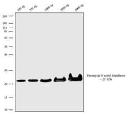 Invitrogen™ Puromycin N-acetyltransferase Recombinant Superclonal™ Antibody (1HCLC)