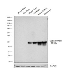 Invitrogen Calbindin D28K Recombinant Superclonal Antibody (15HCLC) 100