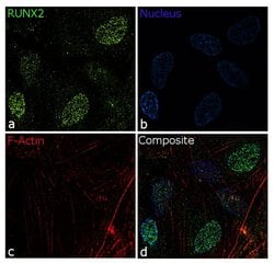 Invitrogen RUNX2 Recombinant Superclonal Antibody (6HCLC) 100 &mu;g; Unconjugated:Antibodies,