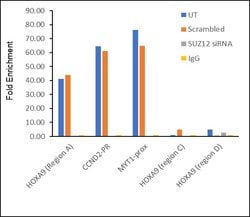 Invitrogen SUZ12 Recombinant Superclonal Antibody 100 &mu;g; Unconjugated:Antibodies,
