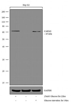 Invitrogen PRMT4 Recombinant Superclonal Antibody (2HCLC) 100 &mu;g; Unconjugated:Antibodies,
