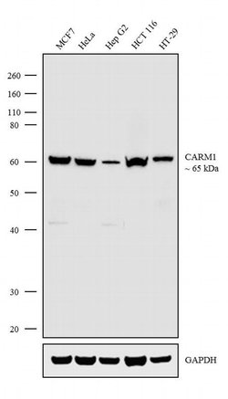 Invitrogen PRMT4 Recombinant Superclonal Antibody (2HCLC) 100 &mu;g; Unconjugated:Antibodies,