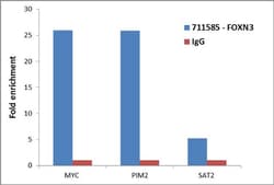 Invitrogen FOXN3 Recombinant Superclonal Antibody (1HCLC) 100 &mu;g | Buy Online | Invitrogen&trade; | Fisher Scientific