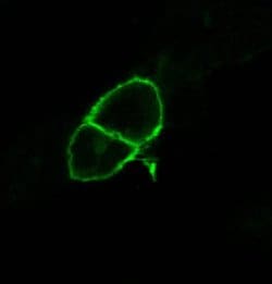 Invitrogen mGluR2 Recombinant Superclonal Antibody (15HCLC) 100 &mu;g;
