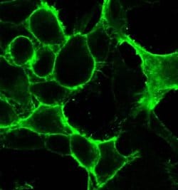 Invitrogen DRD1 Recombinant Superclonal Antibody (2HCLC) 100 &mu;g; Unconjugated:Antibodies,