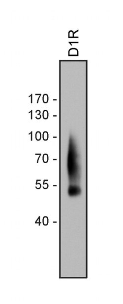 Invitrogen DRD1 Recombinant Superclonal Antibody (2HCLC) 100 &mu;g; Unconjugated:Antibodies,