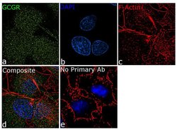 Invitrogen Glucagon Receptor Recombinant Superclonal Antibody (21HCLC)