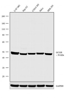 Invitrogen Glucagon Receptor Recombinant Superclonal Antibody (21HCLC)