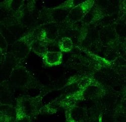 Invitrogen&trade;&nbsp;MCHR1 Recombinant Superclonal&trade; Antibody (20HCLC)