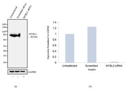 Invitrogen B-Myb Recombinant Superclonal Antibody (5HCLC) 100 &mu;g; Unconjugated:Antibodies,