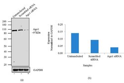 Invitrogen AGO1 Recombinant Superclonal Antibody 100 &mu;g; Unconjugated:Antibodies,
