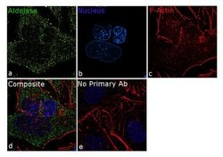 Invitrogen Aldolase A Recombinant Superclonal Antibody 100 &mu;g; Unconjugated:Antibodies,