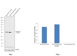 Invitrogen Aldolase A Recombinant Superclonal Antibody 100 &mu;g; Unconjugated:Antibodies,