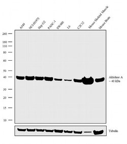 Invitrogen Aldolase A Recombinant Superclonal Antibody 100 &mu;g; Unconjugated:Antibodies,