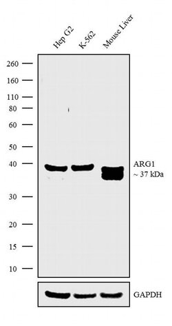 Invitrogen Arginase 1 Recombinant Superclonal Antibody (24HCLC) 100 &mu;g;