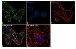 Invitrogen Arginase 1 Recombinant Superclonal Antibody (24HCLC) 100 &mu;g;