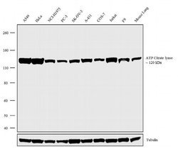 Invitrogen ATP Citrate lyase Recombinant Superclonal Antibody (8HCLC) 100