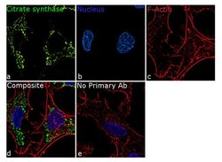 Invitrogen Citrate Synthase Recombinant Superclonal Antibody (5HCLC) 100