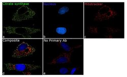 Invitrogen Citrate Synthase Recombinant Superclonal Antibody (5HCLC) 100