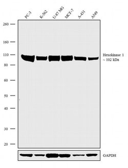 Invitrogen HK1 Recombinant Superclonal Antibody 100 &mu;g; Unconjugated:Antibodies,