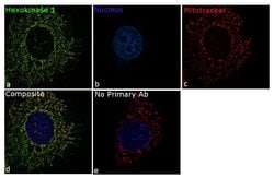 Invitrogen HK1 Recombinant Superclonal Antibody 100 &mu;g; Unconjugated:Antibodies,