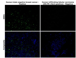 Invitrogen IDO Recombinant Superclonal Antibody 100 &mu;g; Unconjugated:Antibodies,