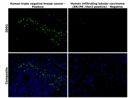 Invitrogen IDO Recombinant Superclonal Antibody 100 &mu;g; Unconjugated:Antibodies,