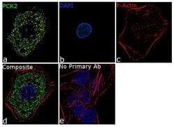 Invitrogen PCK2 Recombinant Superclonal Antibody (6 HCLC) 100 &mu;g; Unconjugated:Antibodies,