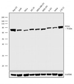 Invitrogen PCK2 Recombinant Superclonal Antibody (6 HCLC) 100 &mu;g; Unconjugated:Antibodies,