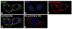 Invitrogen PCK2 Recombinant Superclonal Antibody (6 HCLC) 100 &mu;g; Unconjugated:Antibodies,