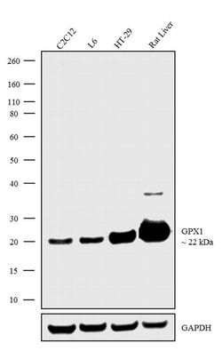 Invitrogen&trade;&nbsp;GPX1 Recombinant Superclonal&trade; Antibody (5HCLC)