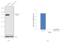 Invitrogen MFN2 Recombinant Superclonal Antibody 100 &mu;g; Unconjugated:Antibodies,