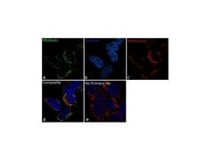Invitrogen MFN2 Recombinant Superclonal Antibody 100 &mu;g; Unconjugated:Antibodies,