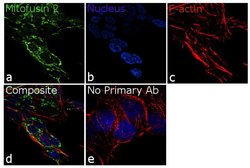 Invitrogen MFN2 Recombinant Superclonal Antibody 100 &mu;g; Unconjugated:Antibodies,