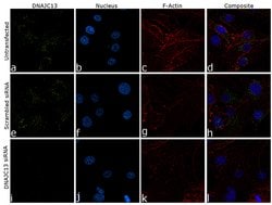 Invitrogen DNAJC13 Recombinant Superclonal Antibody 100 &mu;g; Unconjugated:Antibodies,