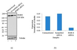 Invitrogen DNAJC13 Recombinant Superclonal Antibody 100 &mu;g; Unconjugated:Antibodies,